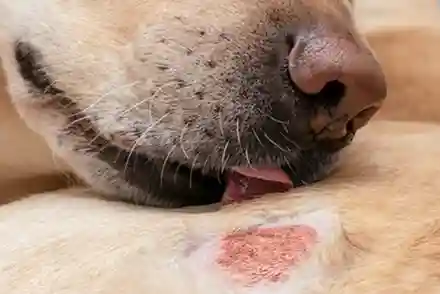 dog licking ringworm spot